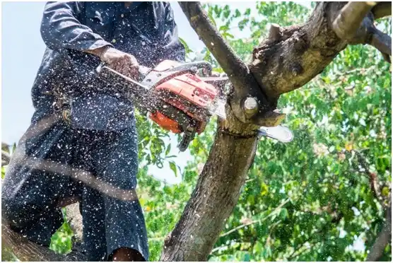 tree services Calumet